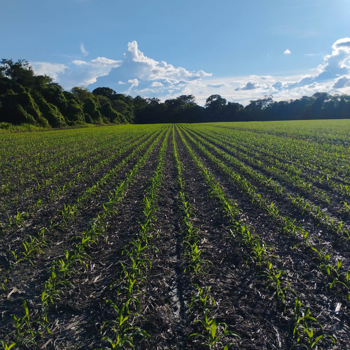 Desde el año 1986 estamos comprometidos con el sector agrícola.

Hoy en día ratificamos ese compromiso desde la contribución, a través de la investigación y la producción de semillas venezolanas con calidad internacional💚🌱.
