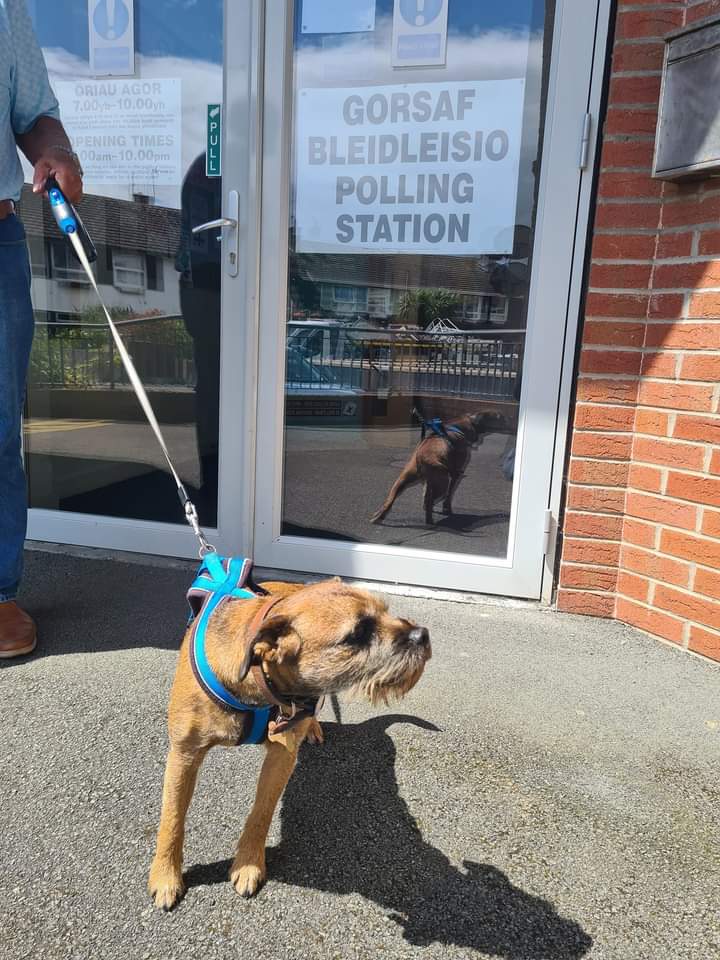 dewisant4's tweet photo. A busy day so far here at Canolfan Dewi Sant Centre. Meet Reaver, Barney, Sarge &amp; Rosie #DogsatPollingStations #Pensarn #Abergele #NorthWales https://t.co/Md2R9jejIT