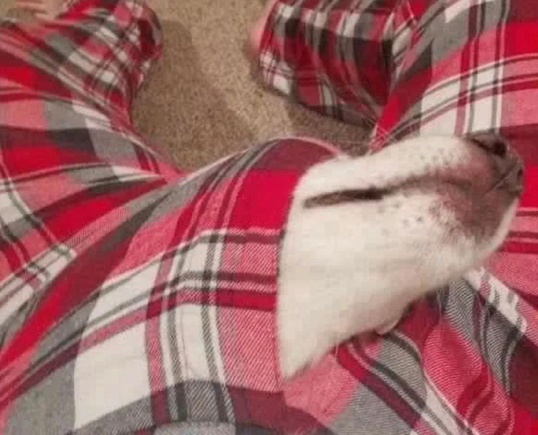 9GAG's tweet photo. Behold…The beast inside my pants https://t.co/NaUi4aEkgn