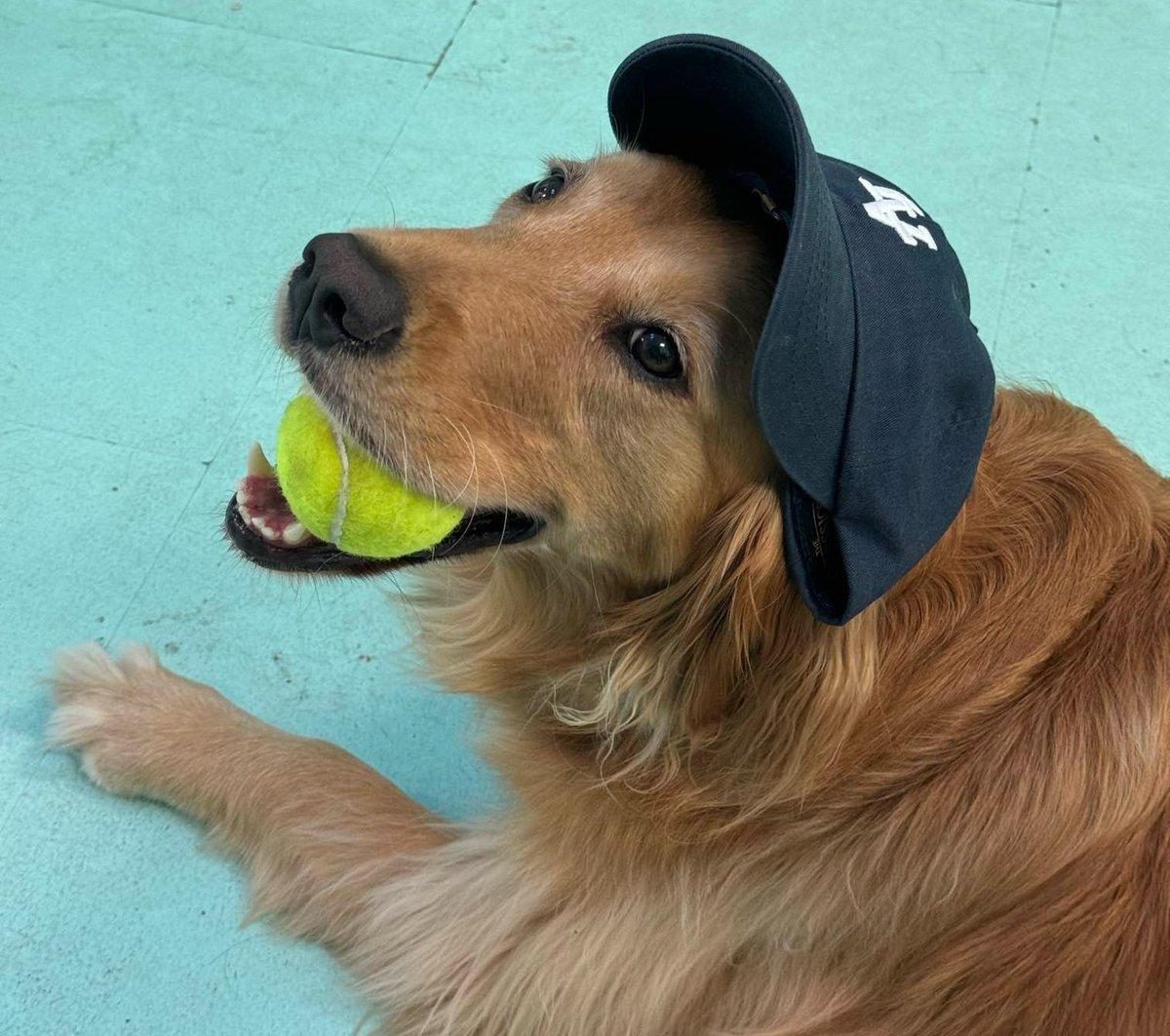 Salty Paws Pittsburgh tweet media