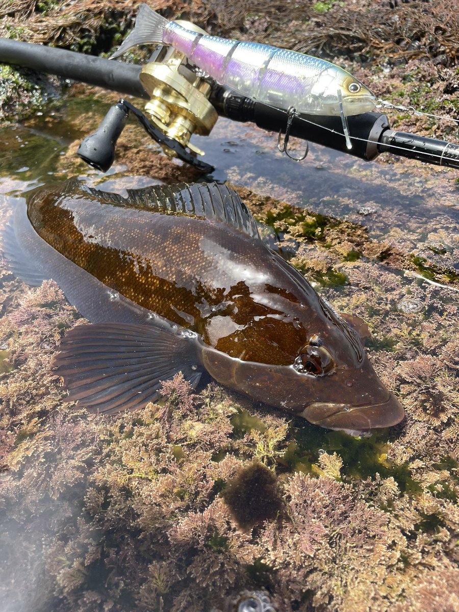 MiuAngler's tweet photo. DMでロックフィッシュに使うおすすめのビッグベイトとカラーを教えて下さいって良く来るんだけど言わずもがなこれ一択だわ…使ってみ、半端ねーから
#deps
#newHIGHSIDER172
#HIGHFLOAT
#bluebaghering https://t.co/VjiKdQCBIF