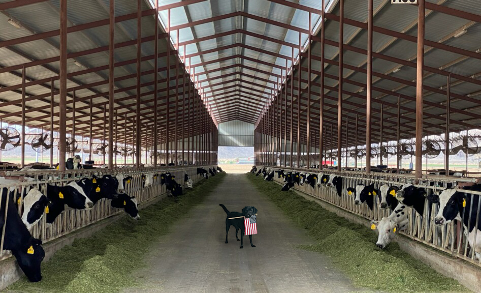 Avolta Development tweet media