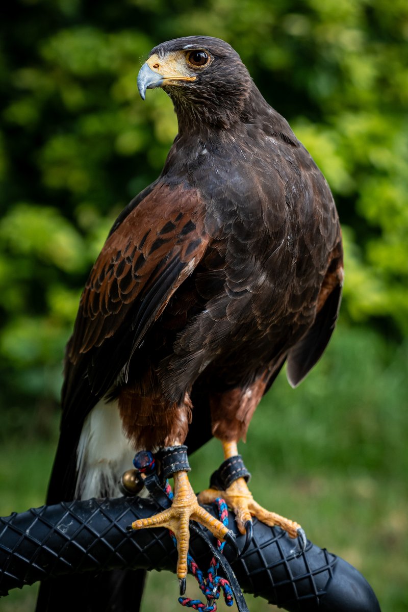 dealeypest's tweet image. There&apos;s always one member of the team at the company photoshoot who has to show off and plump up their chest! 😆

Meet Reba, a key member of our bird control team. Isn&apos;t she stunning?

 #birdcontrol #pestcontrolnaturally