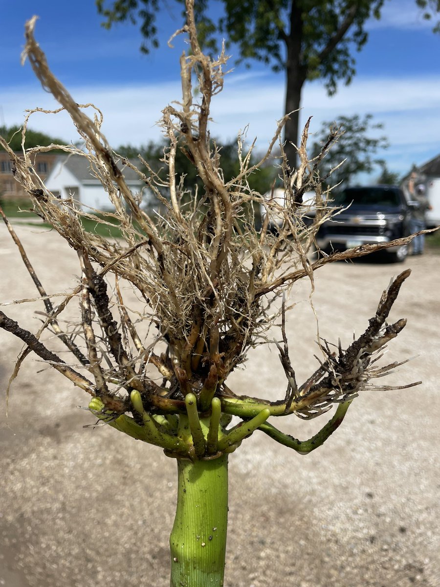 Dug a few roots yesterday at our Storm Lake, Iowa TDR site. The corn rootworms are out in full force! #thewatch <a href="/BayerTraits/">Bayer Traits & Systems</a>