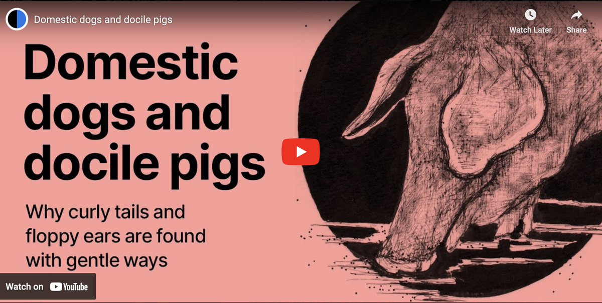 Would you like to know why  domesticated animals frequently have floppy ears, piebald coat colours  or curly tails? Or why artificial selection for tameness leads to  animals with small teeth and brains? 

Watch this terrific 5-minute animation from the 'Evolution Evolving'