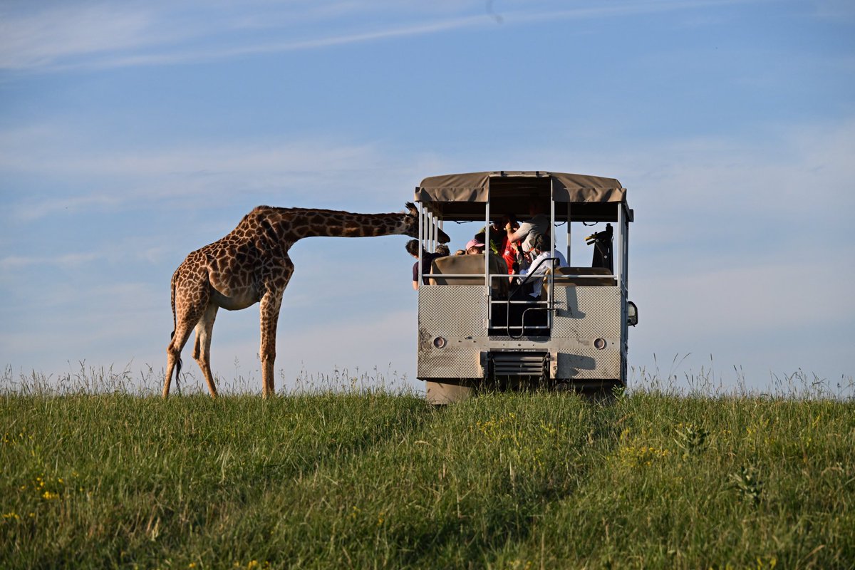 IndyMikeWms's tweet photo. Hello! 
From a recent visit to @thewilds This is the magic of the encounters they provide. 10,000 acres of reclaimed land from a former strip mine. https://t.co/9Vf2DNHK0o