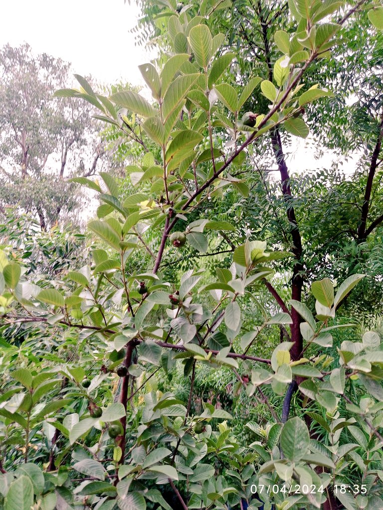 saurabh4u_'s tweet image. खुद के हाथ से पेड़ लगाने के बाद और खुद ही खाने में कितना मजा आता है 😊
#अमरूद
#S4u #saurabh4u