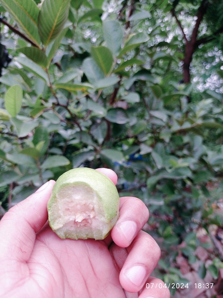 saurabh4u_'s tweet image. खुद के हाथ से पेड़ लगाने के बाद और खुद ही खाने में कितना मजा आता है 😊
#अमरूद
#S4u #saurabh4u