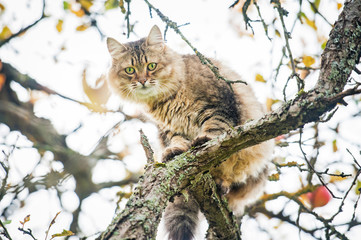 marillion13's tweet photo. XOXO on my public Facepoop timeline I uploaded 30 new cat screenshots, previously I´d always tweeted all of them too, but due to the latest
@Twitter
"support" blockings ("to prevent scam") & harassment not anymore, I do not dare anymore. #FCKElonMusk #FCKTwitter #TwitterDown. https://t.co/1iV8lJelXF