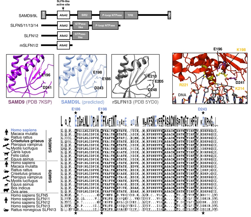 PLOS Biology (@plosbiology) on Twitter photo SAMD9 & SAMD9L are restriction factors of #poxviruses, what about other #viruses? <a href="/Alexandre_Lgrnd/">Alexandre Legrand</a> <a href="/Lucie_Virevolte/">Lucie Etienne</a> &co show that SAMD9L inhibits #HIV1 & other primate lentiviruses via a Schlafen-like active site, disrupting viral translation #PLOSBiology plos.io/4cn9ZZc SAMD9 & SAMD9L are restriction factors of #poxviruses, what about other #viruses? <a href="/Alexandre_Lgrnd/">Alexandre Legrand</a> <a href="/Lucie_Virevolte/">Lucie Etienne</a> &co show that SAMD9L inhibits #HIV1 & other primate lentiviruses via a Schlafen-like active site, disrupting viral translation #PLOSBiology plos.io/4cn9ZZc