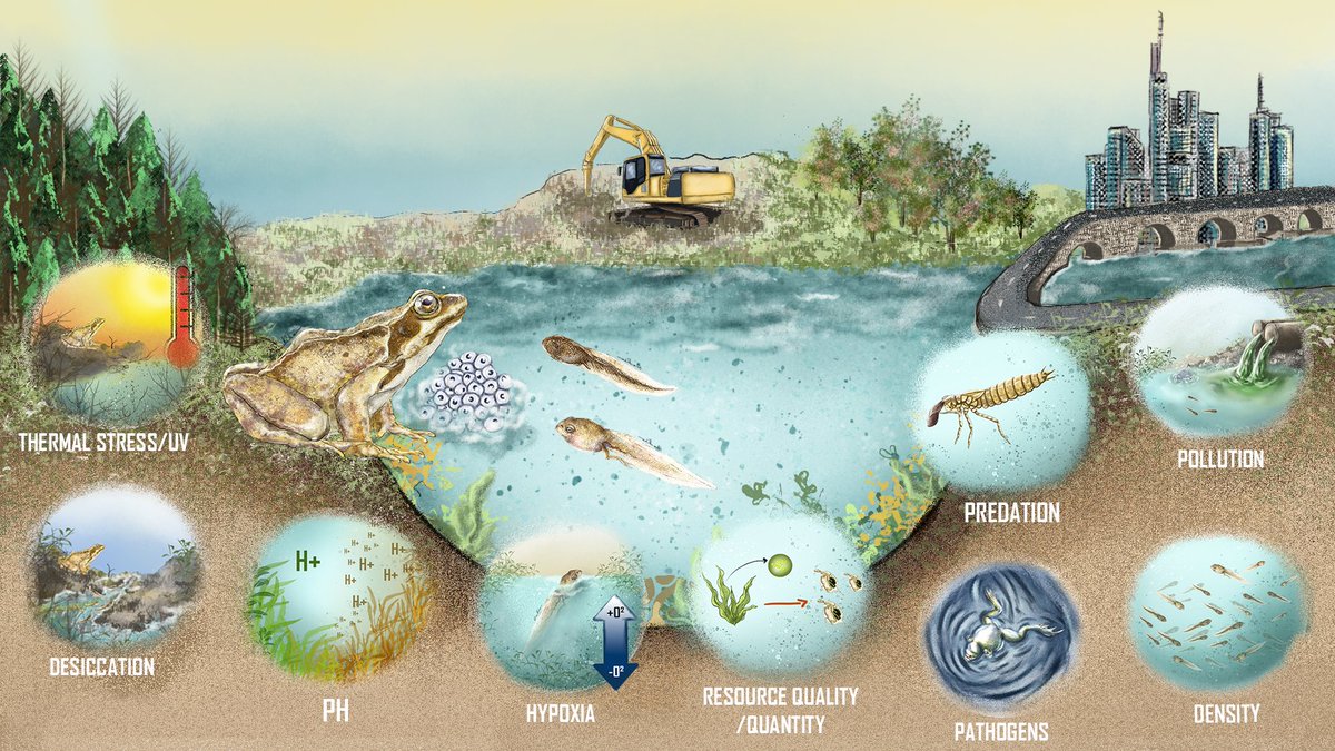 Ingrid Ribeiro (@ingumibio) on Twitter photo So happy and proud of this illustration made for <a href="/KRuthsatz/">Katharina Ruthsatz</a> amazing presentation in <a href="/SEBiology/">SEB @sebiology.bsky.social</a> !! She talked about environmental stressors in amphibians and their developmental plasticity in a changing world🐸
#amphibia #herpetology #sciart #digitalillustration So happy and proud of this illustration made for <a href="/KRuthsatz/">Katharina Ruthsatz</a> amazing presentation in <a href="/SEBiology/">SEB @sebiology.bsky.social</a> !! She talked about environmental stressors in amphibians and their developmental plasticity in a changing world🐸
#amphibia #herpetology #sciart #digitalillustration