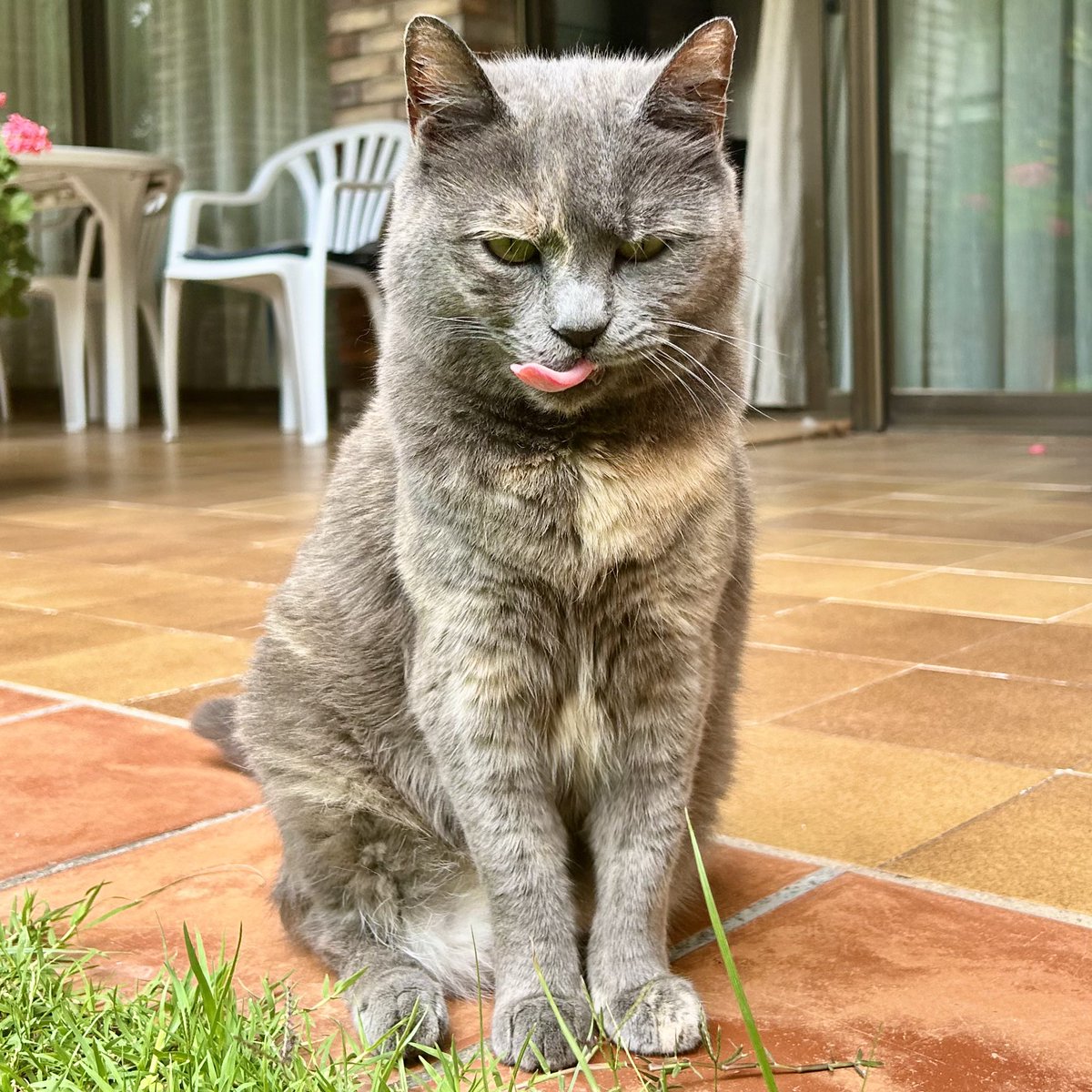 RealLifeCats1's tweet photo. Actitud gatuna😜
.
.
.
📸-Baguira😻
#gatitos #gatos #cats #catsofinstagram #cat #catstagram #gato #gatosdeinstagram #kitten #santcugat #kittens #gatacarey #instacats #instacat #catlover #gatitosbebes #love #catoftheday #animals #pets #cats_of_world #nocompresadopta #reallifecats https://t.co/dhhJ6Fu1ER