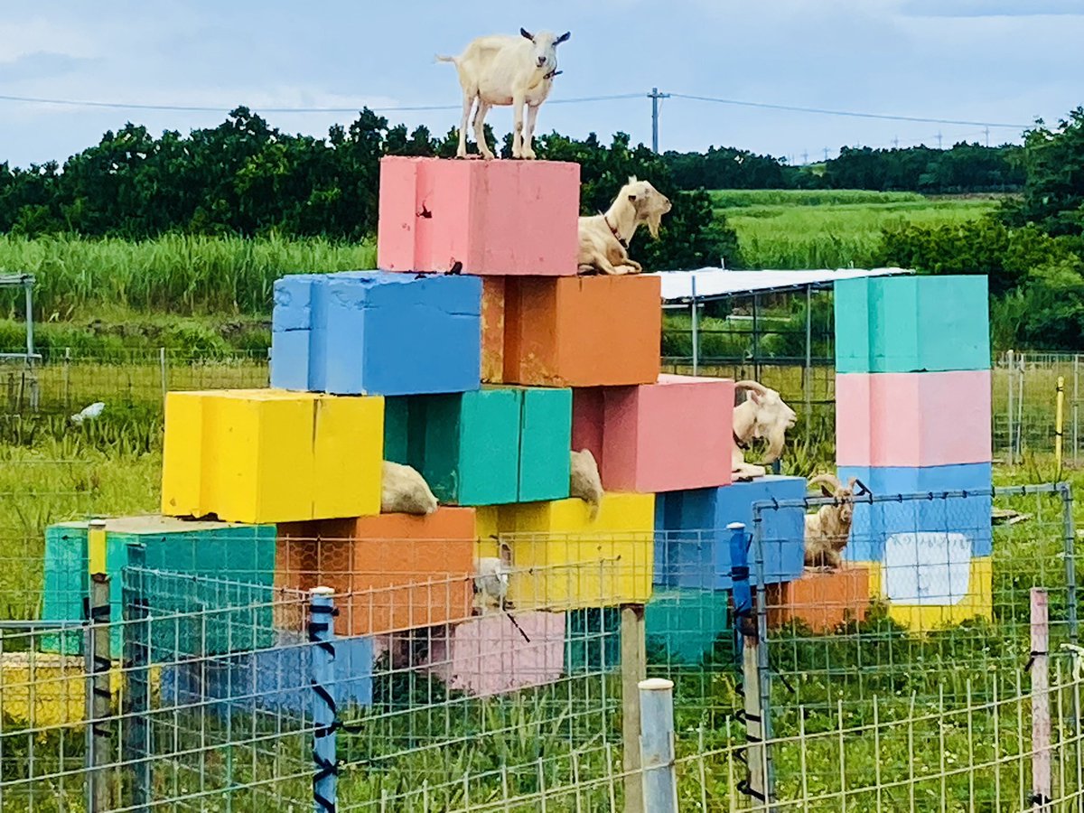 TimeEnoughPod's tweet photo. The goats in Okinawa that Matt mentioned in “The New Exhibit.” https://t.co/e0k58CaPC4