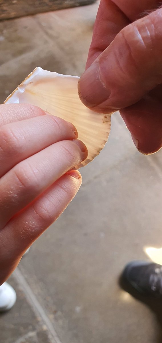 Ruth Everett tweet media