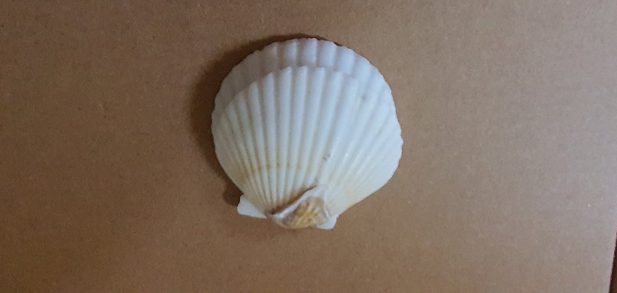 Ruth Everett tweet media