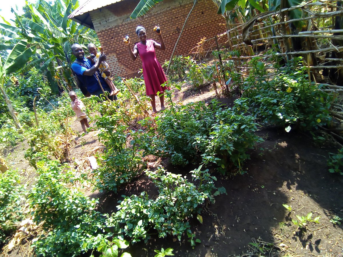 BasaijaBenjamin's tweet photo. Today's field in Kitswamba Sub-county where #RCRAUGANDA is doing great work to improve nutrition of households with young mothers, OVCs and grandmothers, this household is already harvesting a variety of organic vegetables and so excited of the great change on their diet. https://t.co/aBvfMElIwB