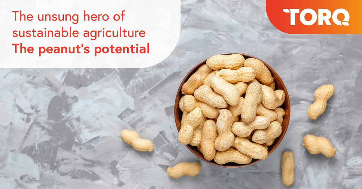 CommoditiesTorq's tweet photo. Discover how peanuts can be champions of sustainability in agriculture, and how Torq Commodities promotes sustainable peanut production!
https://t.co/uxGolt8Exr
#torqcommodities #commodyinfocus #supplychainmanagement #peanuts #global #trade #agriculture #sustainability https://t.co/Bq1rVrrpjA