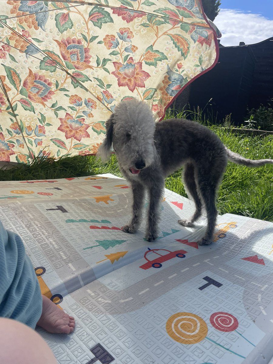 DanielleAndrew8's tweet photo. I was going to take Peggy Sue to the polling station with me but she cries at cars on the main road #dogsnotatpollingstations https://t.co/j5tNpZh1qd