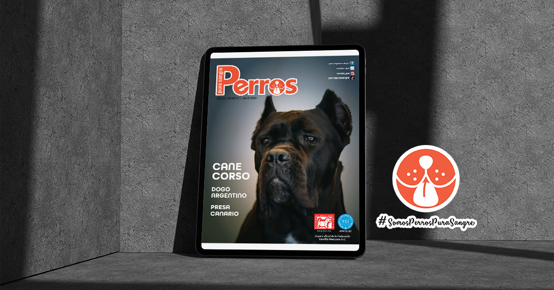 revista_pps's tweet photo. Nuestra edición de julio está dedicada a tres imponentes razas: Cane Corso, Dogo Argentino y Presa Canario.  Te invitamos a leerla en: https://t.co/1nGBmSlX1P #SomosPerrosPuraSangre #CaneCorso #DogoArgentino #PresaCanario #Julio2024 https://t.co/f3foHn5hWp