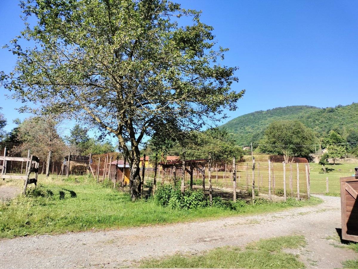 parcoantola's tweet image. Il piccolo daino salvato🦌 e ora sotto le cure amorevoli di Franco Saldi ❤️,sta facendo progressiQui,potete vederlo che mangia dalla capretta che lo sta aiutando.Nonostante abbia perso una zampa, il nostro coraggioso amico corre e si muove con grande energia e determinazione