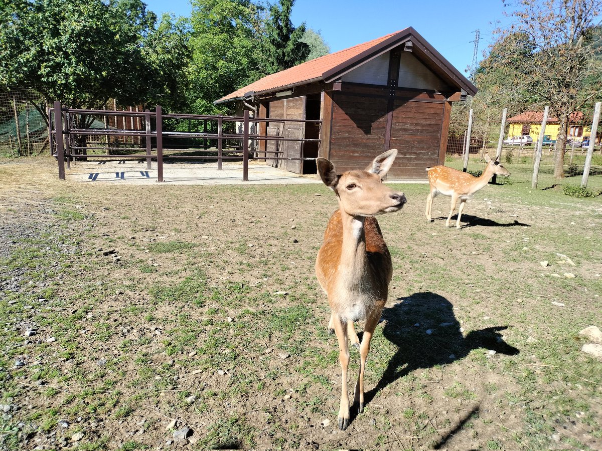 parcoantola's tweet image. Il piccolo daino salvato🦌 e ora sotto le cure amorevoli di Franco Saldi ❤️,sta facendo progressiQui,potete vederlo che mangia dalla capretta che lo sta aiutando.Nonostante abbia perso una zampa, il nostro coraggioso amico corre e si muove con grande energia e determinazione