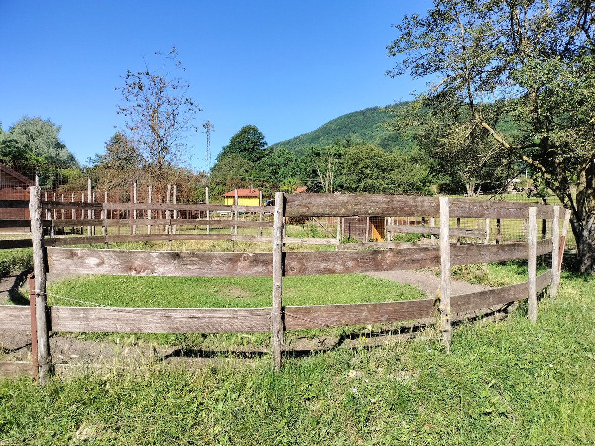 parcoantola's tweet image. Il piccolo daino salvato🦌 e ora sotto le cure amorevoli di Franco Saldi ❤️,sta facendo progressiQui,potete vederlo che mangia dalla capretta che lo sta aiutando.Nonostante abbia perso una zampa, il nostro coraggioso amico corre e si muove con grande energia e determinazione