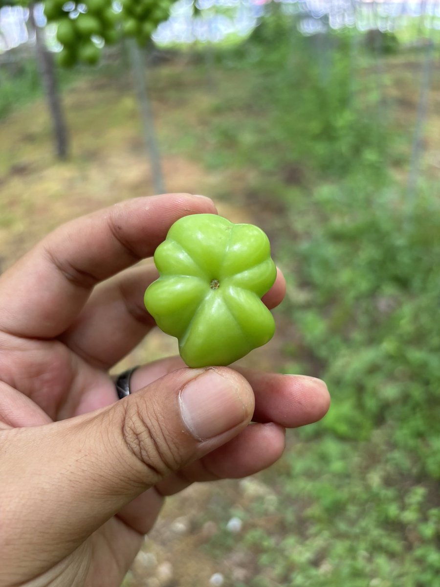 タッキーの田舎道楽@山形 tweet media