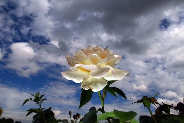 Yorkshire Party tweet media