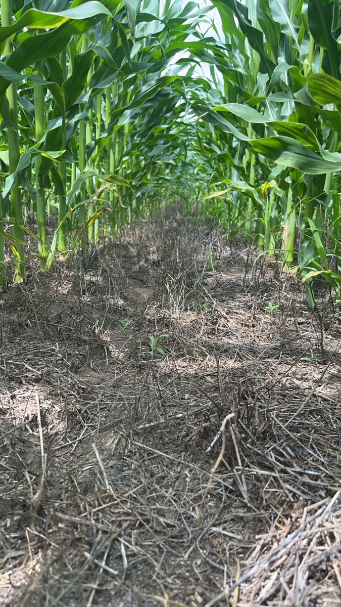Knee high by 4th of July? 
No we shoot for head high by 4th of July! 

Turns out this field was no till into alfalfa on some sand ground. Guess the rains have been nice in some places!

Wishing everyone a safe and fantastic 4th 🇺🇸🎆