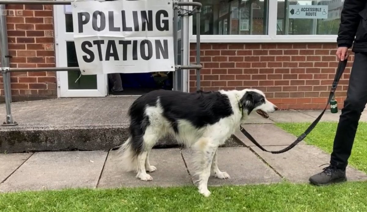 The BBC Election Live iPlayer channel is just showing us non-stop footage of dogs at polling stations