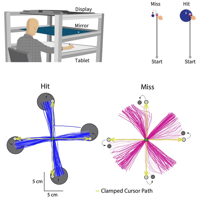 PLOSBiology's tweet photo. How we learn from errors in our movements. @oza_anushka @MastishkayNamah @Apoorva___18 & @pratik_mutha show that learning mechanisms triggered by limb-related sensory #PredictionErrors & task-related performance errors are dissociable #PLOSBiology https://t.co/3RcymOc9dH https://t.co/K639M058fO