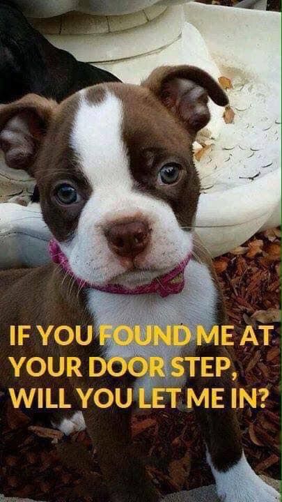 t4hrts's tweet image. If you found me at your door step, Will you let me in ?