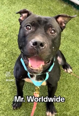 NMBewitched's tweet photo. #4thofJuly 
Kill Command #NYCACC 
Arrived w/ the best behavior score 

Mr Worldwide 
Taken to #AdoptionEvents 
Now to death row
Why? He bites his leash🙄
Easy solution: he loves toys; squeak it &amp; put it in his mouth
Nothing more adorable. Great walker
Be a Hero #Pledge #Foster https://t.co/cgki4v8YRT