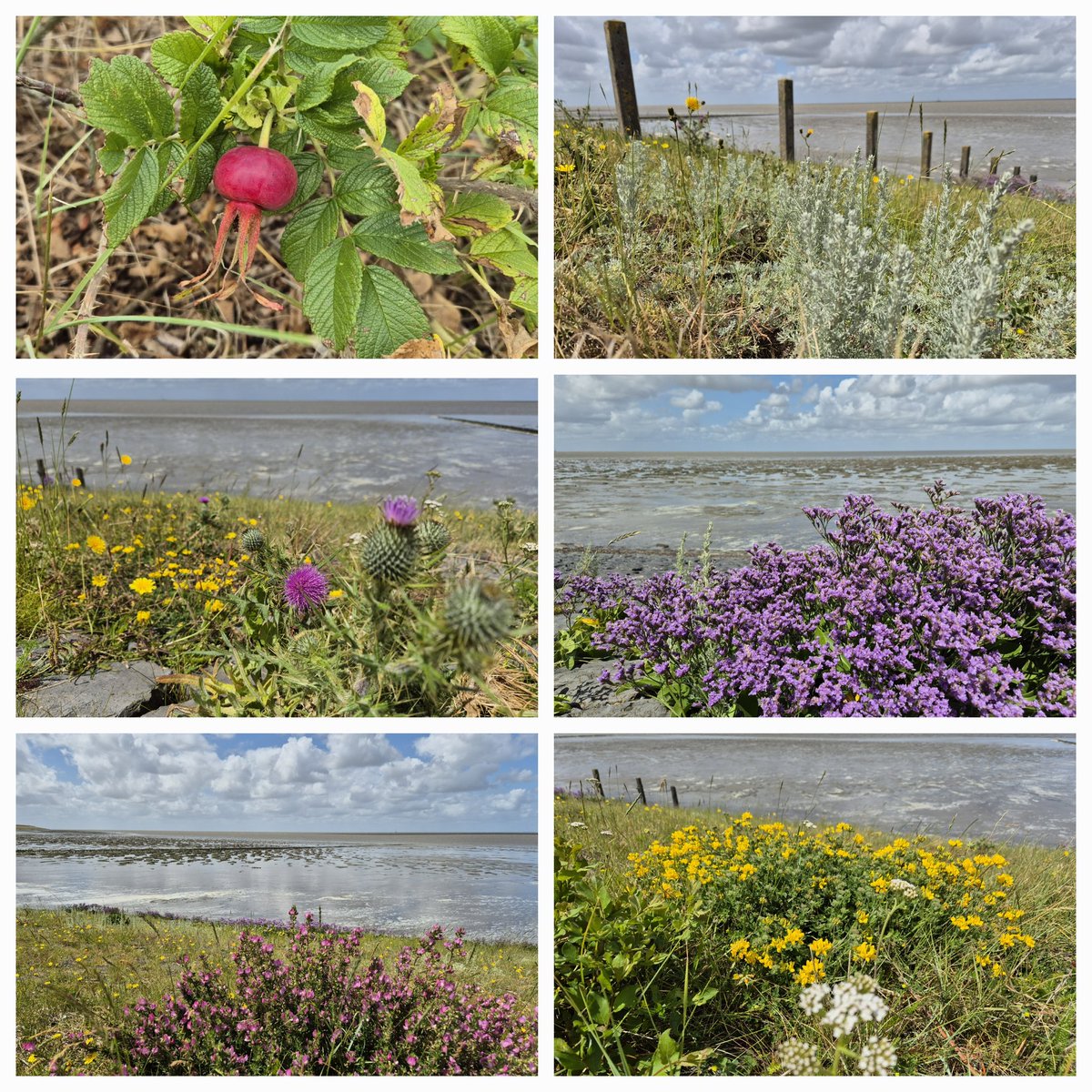 JolandaGeveke's tweet photo. Kleurrijk aan de Waddendijk.. 
Even een loopje naar de Waddenzeedijk via @Koehoal. Dat levert altijd mooie foto's, #strandvondsten maar ook #strandrommel op. 

#waddenkust https://t.co/hXhleHxyyk