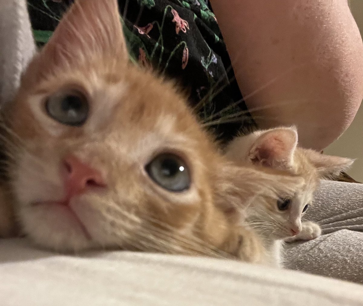 Foster_Fluff's tweet photo. How blessed am I? This is what my lap looks like on any given evening. You should hear the purring! #ThisIsWhyIFoster #kittens #Tangelo #Clementine #CatsOfTwitter https://t.co/bnXtk6q9tQ