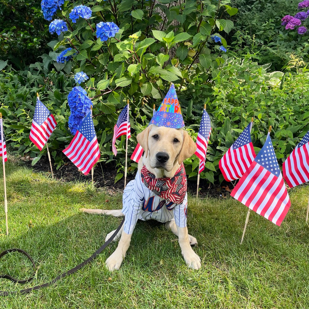 MetsVetDog's tweet photo. The most paw-triotic pooch there is! 
Happy 4th! 🇺🇸🥳 https://t.co/HMJsQpL30k
