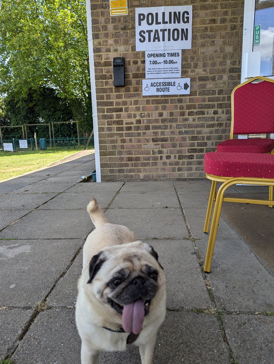 Grumpygilo's tweet image. #dogsatpollingstations  not a clue what's going on happy to be here