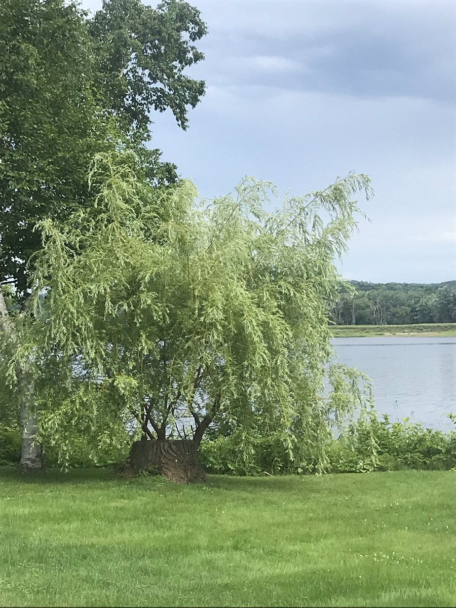 dawnymock's tweet image. #runview this beautiful willow was damaged by a storm.. looks like it might recover. Nature forgives us more than we deserve.