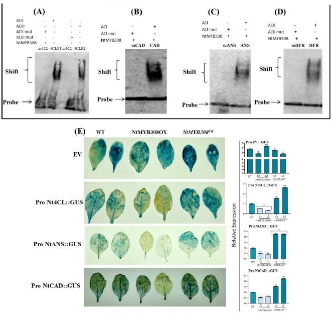 MYB transcription factor, NtMYB308, regulates anthocyanin and lignin content, and fungal tolerance in tobacco 

biorxiv.org/content/10.110… 
#plantscience ♻️