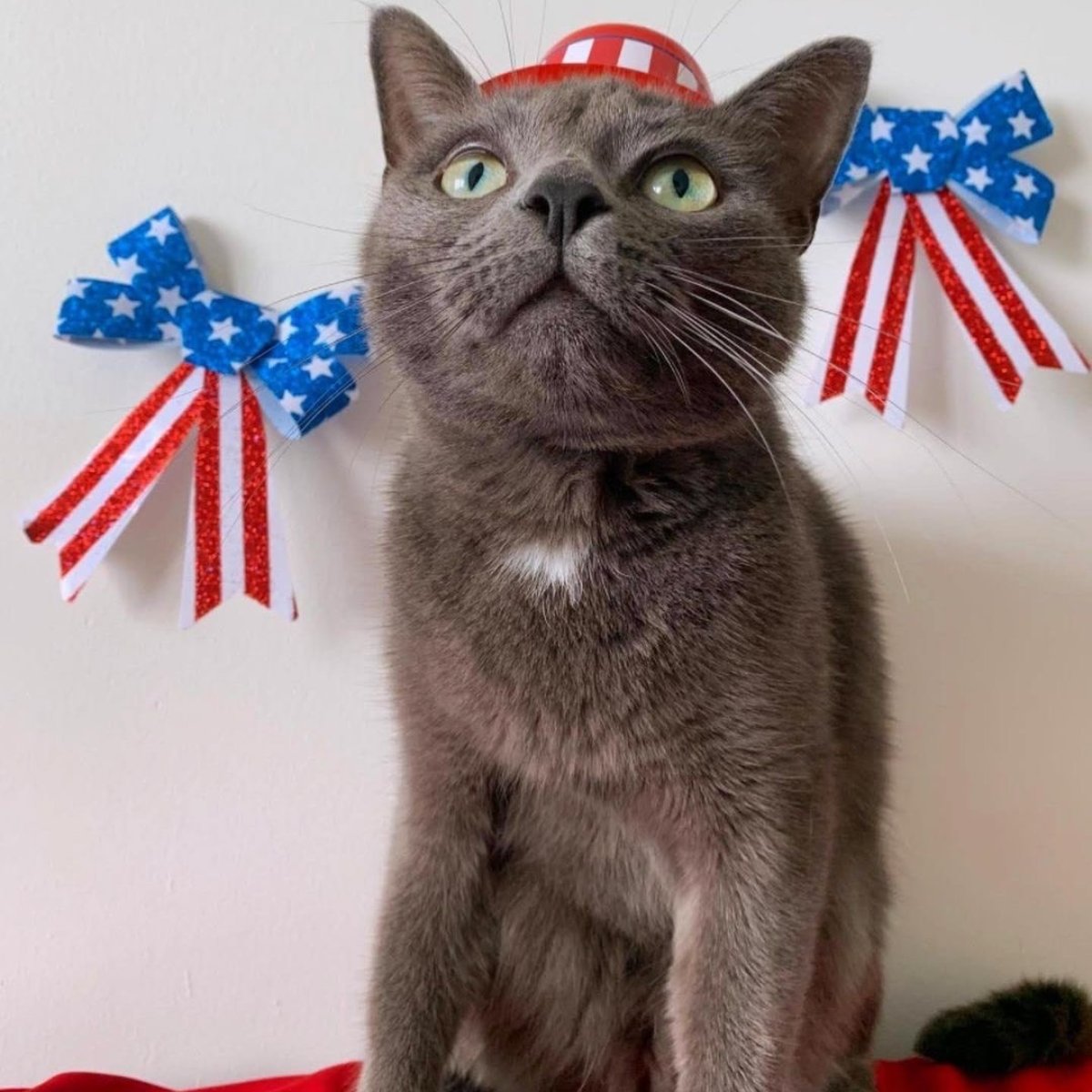 ModernCatMag's tweet photo. Happy 4th of July! We hope you and your kitties are having a safe holiday. 😻🇺🇸🎉
📷️: hermessonofzeus/IG
#moderncat #cats #cat #4thofjuly #july4th #happyindependenceday #catlife #americancat #catsofamerica #russianblue https://t.co/NCPWnSGDhk