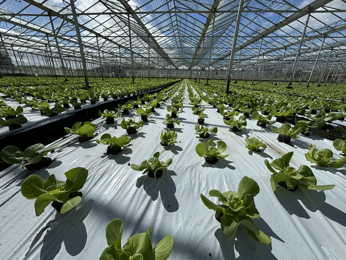 Agronomysilvers's tweet photo. Crop walking Indoor lettuce 🥬 today which means the heavy showers don’t count 👌 which makes a change…  the clouds were rolling in swift @AgriiUK #everydayisdifferent #bestjobintheworld #toughattimesbutkeeppushingforwards https://t.co/o3mTlL5j3R