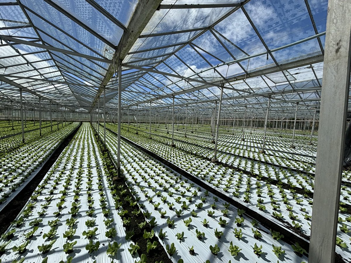 Agronomysilvers's tweet photo. Crop walking Indoor lettuce 🥬 today which means the heavy showers don’t count 👌 which makes a change…  the clouds were rolling in swift @AgriiUK #everydayisdifferent #bestjobintheworld #toughattimesbutkeeppushingforwards https://t.co/o3mTlL5j3R