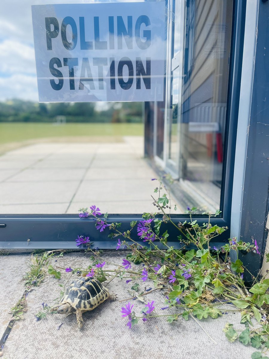8 years ago today I joined the fantastic #NHScomms team <a href="/DPT_NHS/">Devon Partnership NHS Trust</a>! So to celebrate I've taken Topsy the #tortoise along to the #PollingStation because I don’t have a #dog and there’s no way the #cat would do this! #PetsAtPollingStations #DogsAtPollingStations #GE24 #4thofJuly #NHS