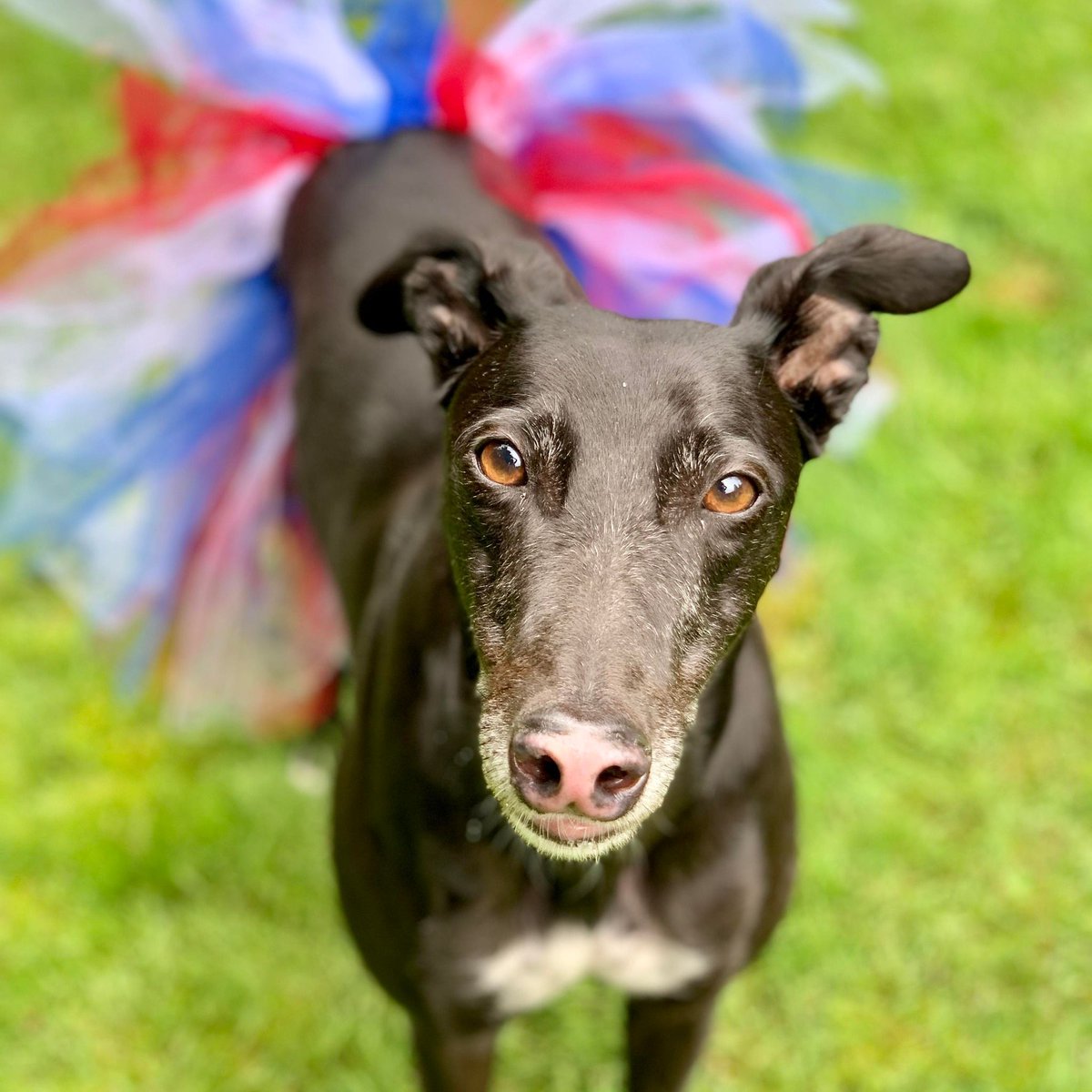 GaltxOrg's tweet photo. 🇺🇸 Wishing everyone a happy Fourth Of July! Please keep your hounds inside where it
 is safer during the fireworks tonight!  #Greyhounds #FourtOfJuly https://t.co/BnrmWHHNWx