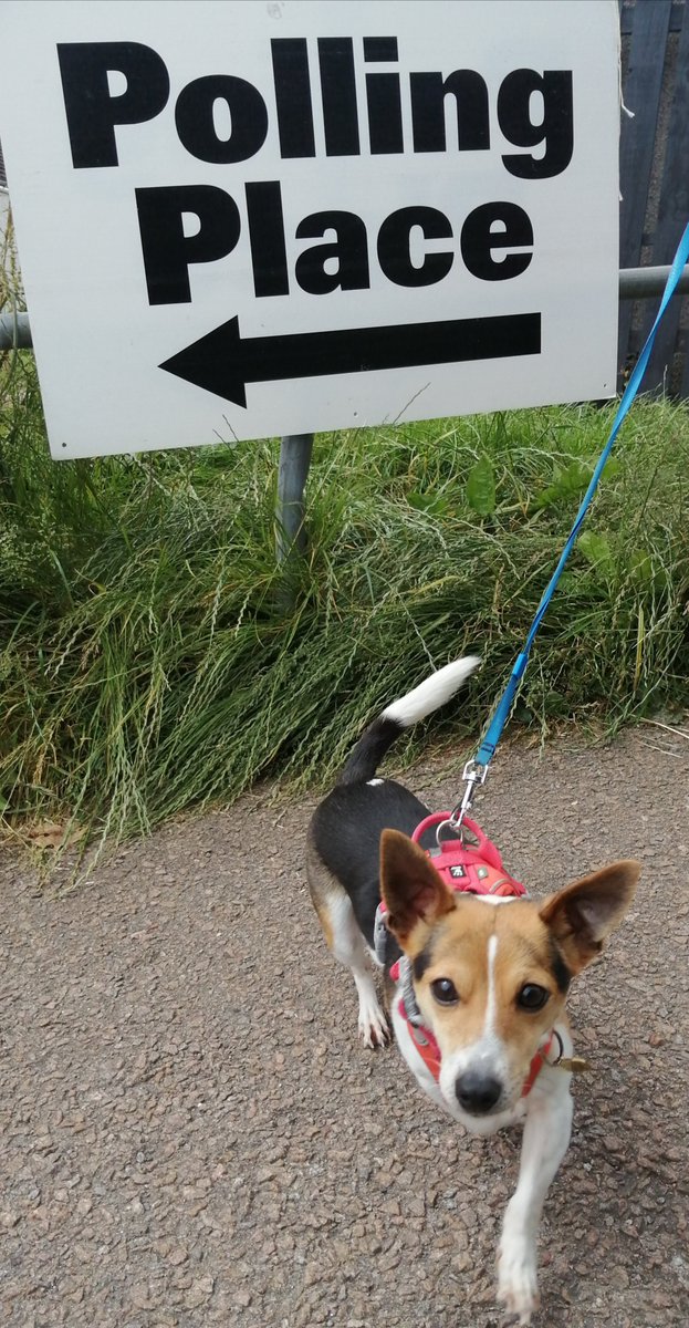SamPoskitt's tweet image. Jack was super eager for his first time paw-ticipating in democracy @VotingDogs #dogsatpollingstations