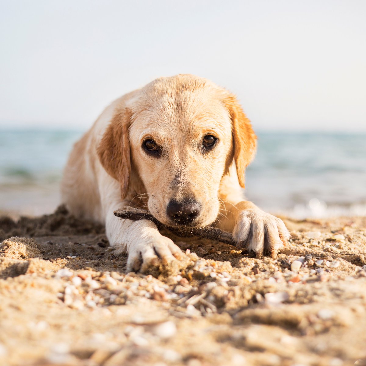 Superpetltd's tweet photo. Heading to the beach with your dog? 🏖️🐶 Check out our latest blog for essential tips on keeping your furry friend safe and happy by the seaside. Read more: [https://t.co/BSjmXdnEHg] #DogSafety #BeachTips #Superpet https://t.co/GDHRgVIxy1