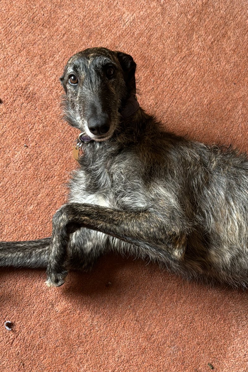 Freydis 2023 🐶 Sprocket 2012-2023 ❤️ 🌈 tweet media