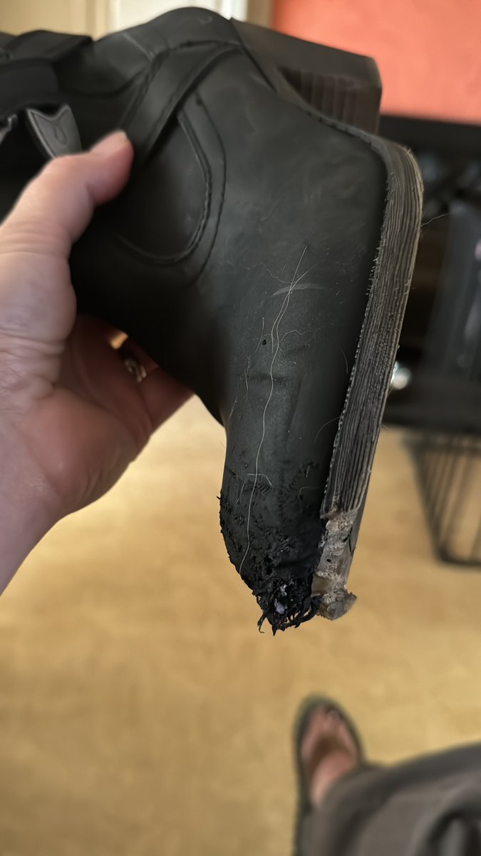 Freydis 2023 🐶 Sprocket 2012-2023 ❤️ 🌈 tweet media