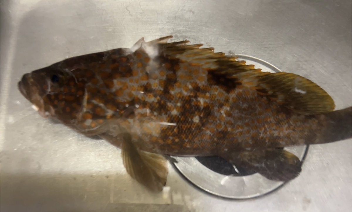 昨日、趣向を変えていつもと違う場所でチニングしてたら…
『キジハタ28cm』が釣れた💧
嬉しさ反面、これも温暖化の影響かなと。
ここ数年で毎年海が大きく変貌しているように感じますね😢
#ダイワ
#シルバーウルフEX76MLBS
#チニング
#キジハタ