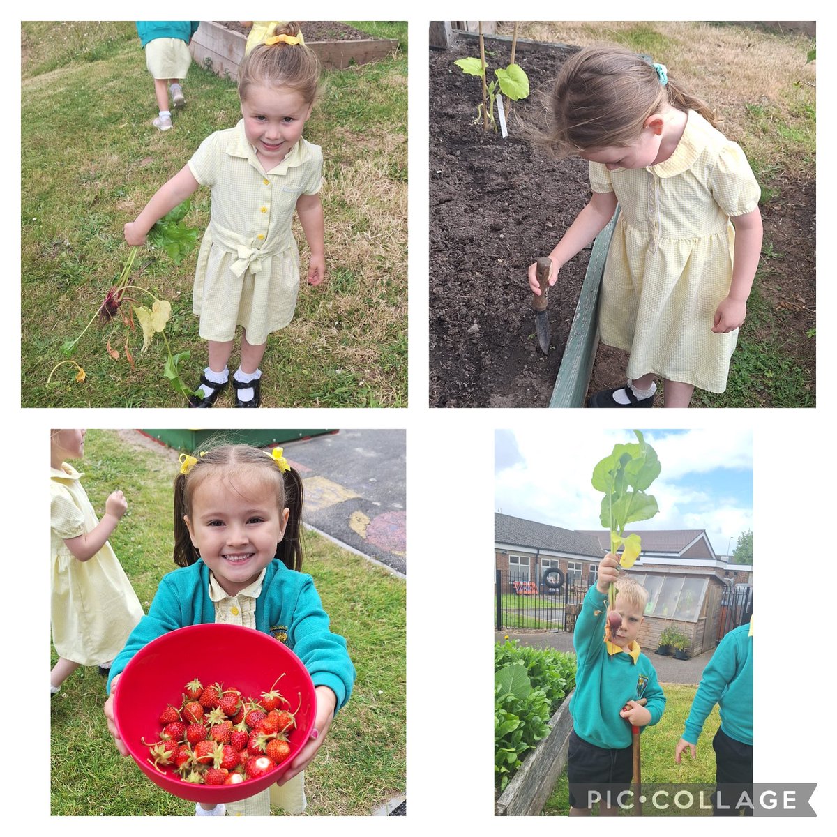 Wedi mwynhau codi a blasu ffrwythau a llysiau’r ardd.🍓
We've enjoyed picking and tasting fruit and vegetables from the school garden. 🍓